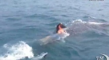 Ragazzo "cavalca" uno squalo balena in Florida